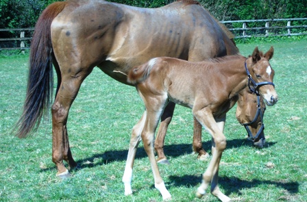 2020 filly by Intello